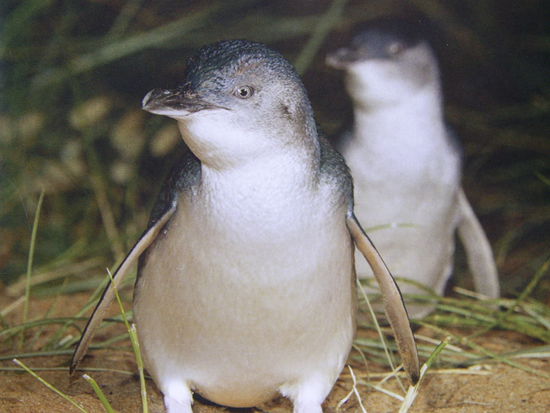 Little Penguins