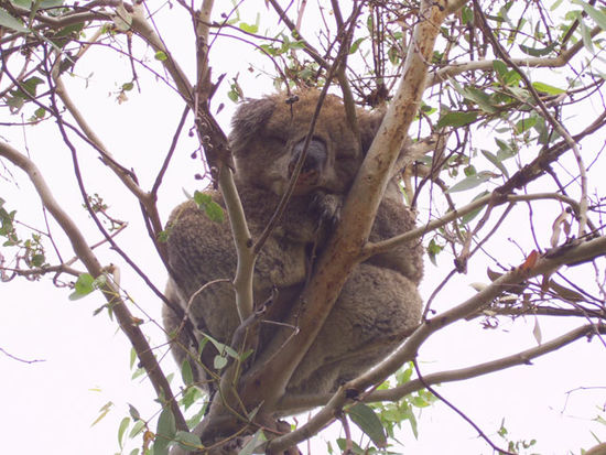 Ein Koala mit nassen Ohren...