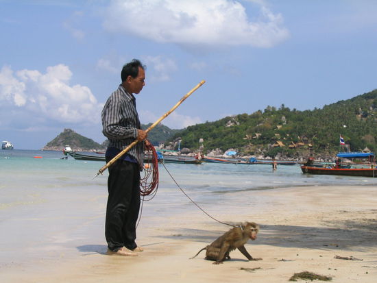 der ist abgerichtet um kokusnuese von der palme zu holen,und weiss sogar welche reif sind und welche nicht