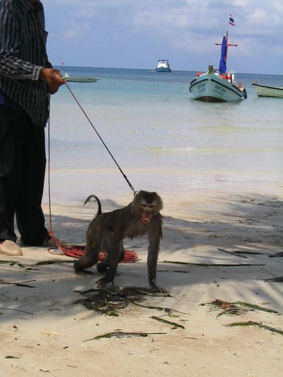 sieht schlecht gelaunt aus der kleine