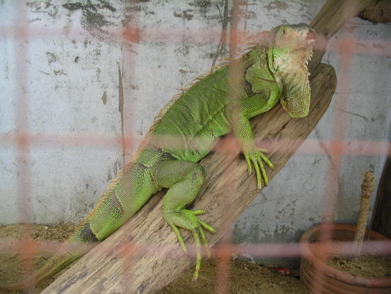 isser nich schick der kleine
leider am maul verletzt,weil er immer wieder versucht durch das gitter zu kommen