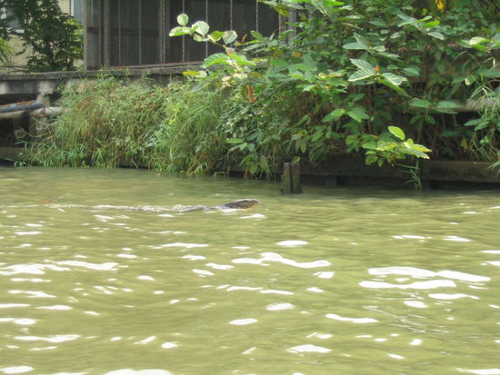 etwas schlecht zu erkennen
der tauchte im letzten moment auf