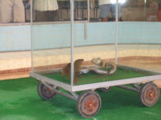 der mungo hatte leichtes spiel mit der cobra