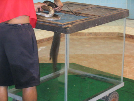 der mungo wollte einfach nicht los lassen