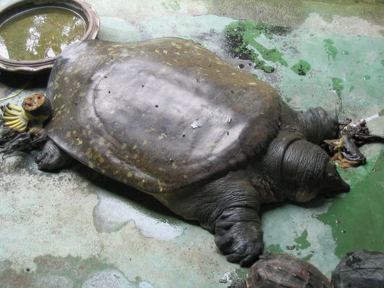 das teil sieht irgendwie tierisch fett aus,oder nicht??