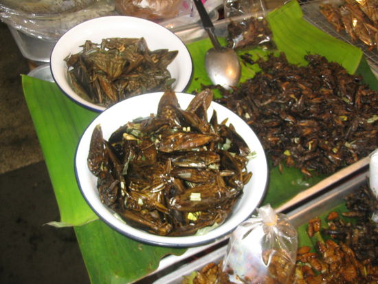 geroestete insekten aller art