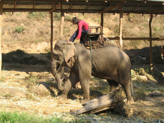 ankunft der elefanten im camp