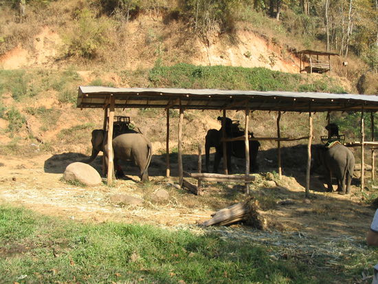 elefanten beim fruehstueck