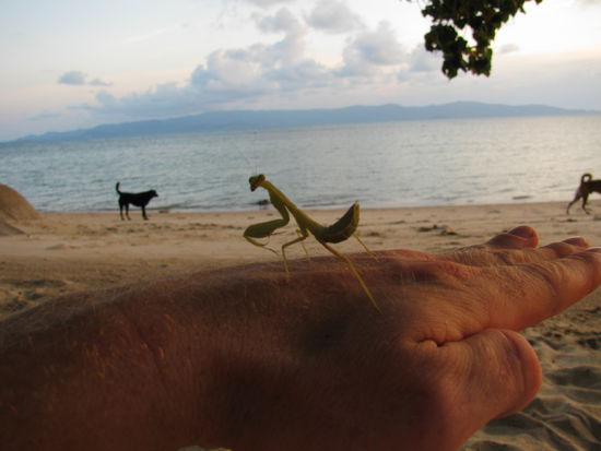 hin und wieder bekam ich auch besuch