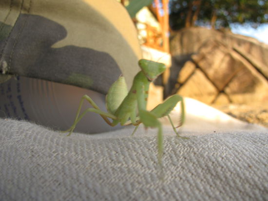 schau mir in die Augen kleines