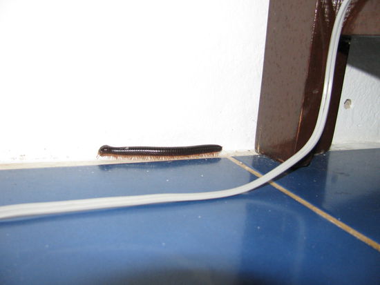 Hat jemand meine 
Schuhe gesehen??