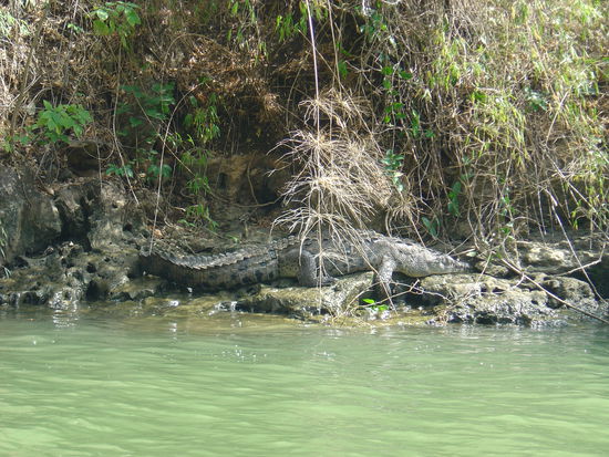 Die lieben Krokodile!!!