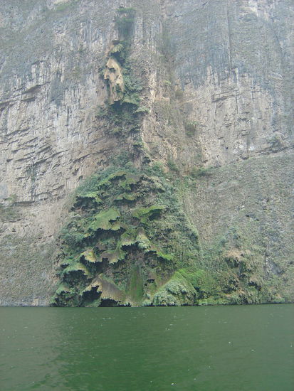 Der Weihnachtsbaum ~ arbol de navidad