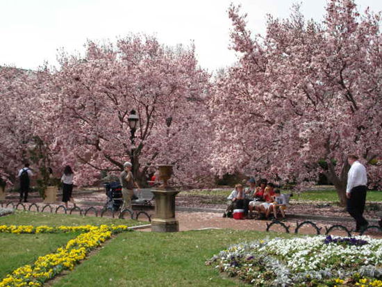 Ein Garten im Zentrum von W.D.C.