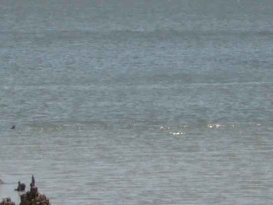 Wer sieht den Delphin? Wettbewerbsteilnahme bitte unter www.habdendelphingesehen.com
