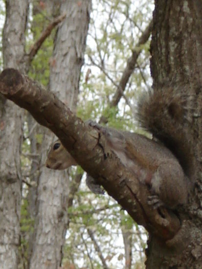 Ausnahmsweise einmal auf einem Baum. Meistens sieht man sie hier beim Herumspazieren.