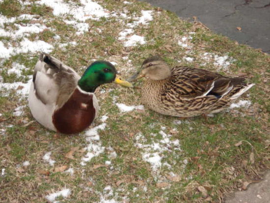 Enten sind immer zu zweit unterwegs. Beim Davonwatscheln ist komischerweise immer das selbe Bild. Klar also, wer hier wem hinten nachwatschelt...