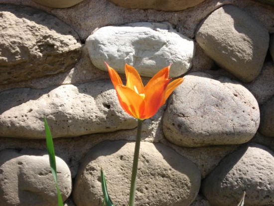Mit blumigem Frühlingsgruss aus Waterloo / Ontario.