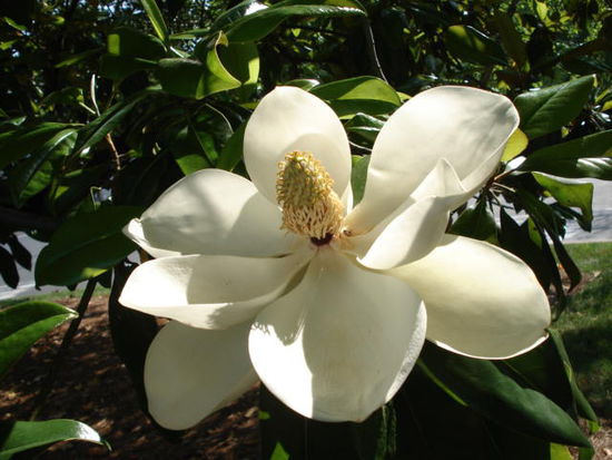2.Frühling in Charlotte: Die Magnolien waren jetzt an der Reihe. (Foto für Agnes)