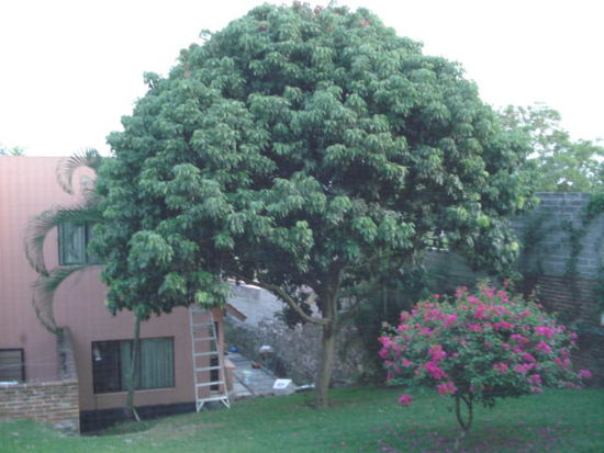 Blick von meinem Zimmer aus...
...auf den Litchibaum!!!
(nicht dass ich etwas Litchis stibitzt haette)...mmhhh...)