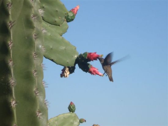 Sehr zutrauliche Kolibris, welche wir in El Fuerte beobachten konnten.