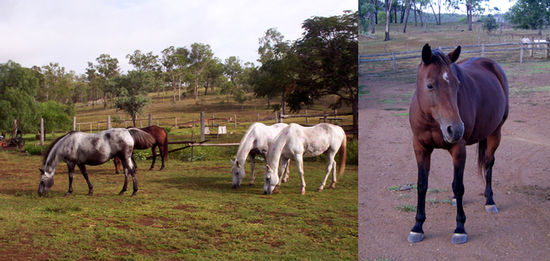 Die Pferde auf Erriewyn, re. Bild: Beagle