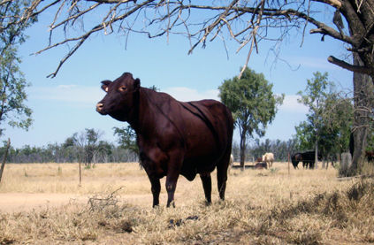 Eine Santa Gertrudis Kuh...