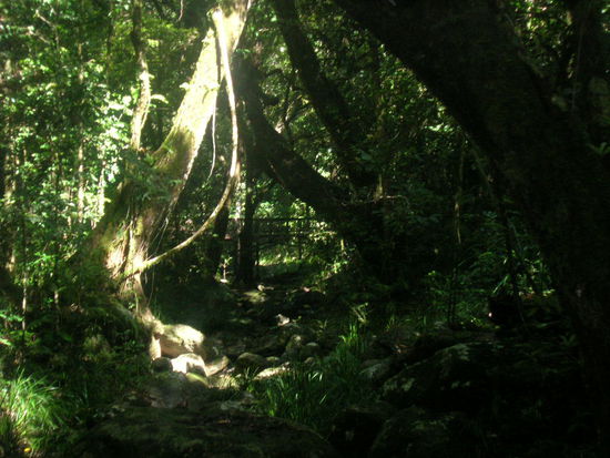 Rainforest