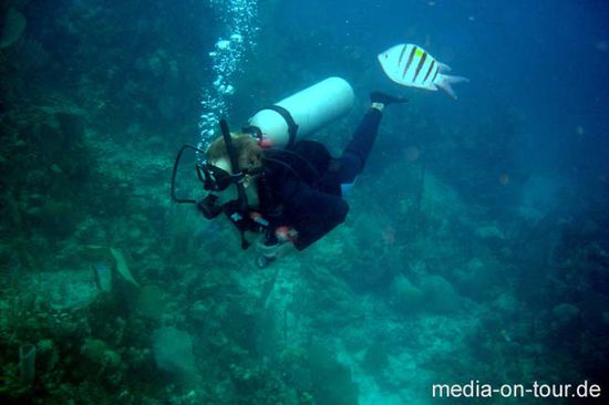 Jenni und ein Sergeant Major Fisch. Utila ist ein Paradies zum Tauchen. Kein Wunder: Schließlich befinden wir uns im zweitgrößten Riff der Welt