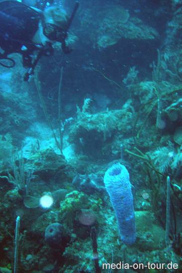 Für 200 Euro pro Kurs bekommen wir unsere Tauchlizensen und sogar die Unterkunft im Cross Creek Divecenter. Dazu gibts noch unzählige Fundives