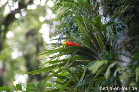 Im Dschungel in Nicaragua findet man allerhand Pflanzen und Tiere