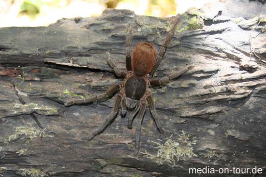 Eine Tarantel, also Vogelspinne, sitzt kaum weiter als 50 Zentimeter von uns entfernt. Der Biss würde uns nicht töten, aber doch gewaltig wehtun. Wir halten den Abstand