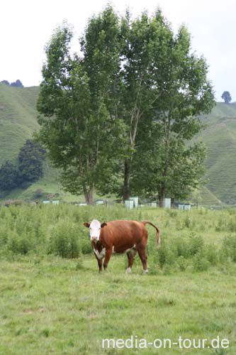 Für ne Kuh und Gras fahr ich nicht nach Neuseeland. Und doch beschreibt dieses Foto 90% des Landes