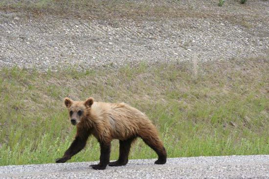Ein Grizzlibärchen. British Columbia ist ein großer Gratiszoo