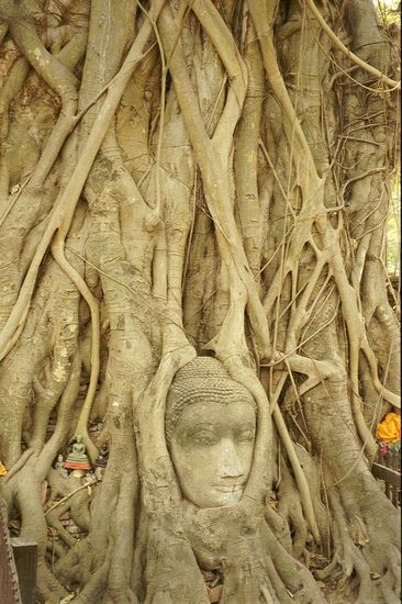 In Wurzeln gebetteter Buddhakopf, eigentlich nur ein zersplittertes Überbleibsel des burmesischen Zerstörungswahns.