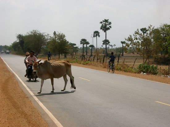 Angesichts der Tatsache, dass der Rollerfahrer recht flott und offenbar ohne Bremse unterwegs ist, bewahrt die Kuh geradezu stoische Ruhe.