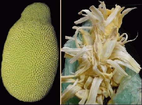 Jack-Fruit.
Vorher-Nachher-Foto.