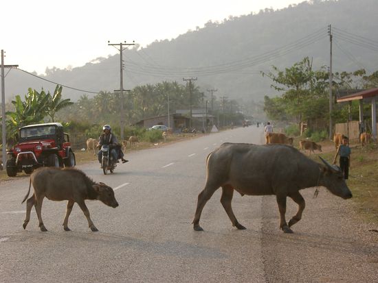 ... where the Water Buffalo roam ...