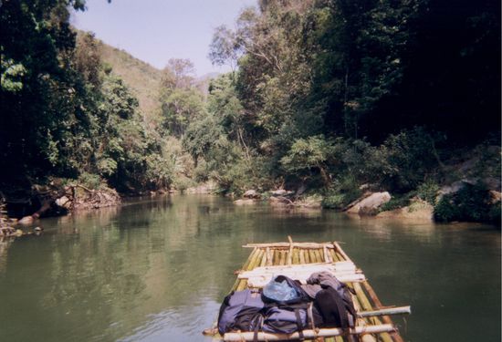 Der Urwald rückt näher.