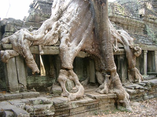 Hier verschafft sich die Natur ihr Recht: Riesige Bäume verschlingen ganze Säulengänge und ihre Wurzeln zersprengen, was für die Ewigkeit gedacht war.