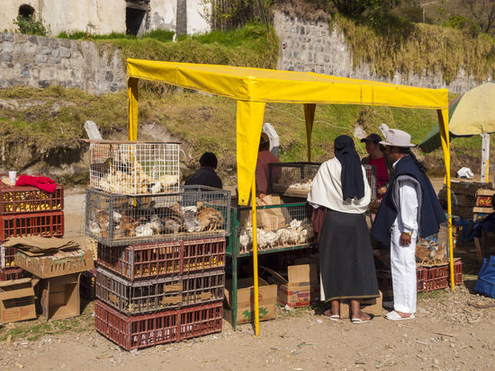 Meerschweinchen auf dem Markt