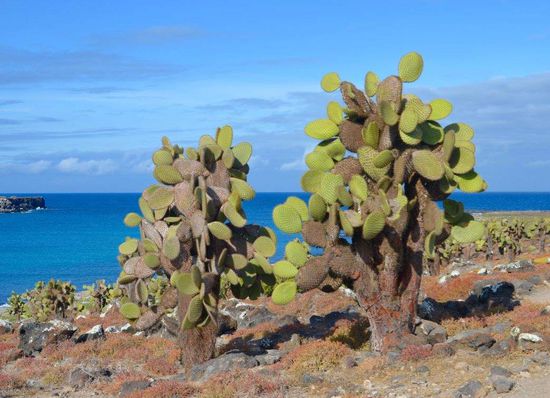 Kaktuslandschaft auf den Galapagos-Inseln