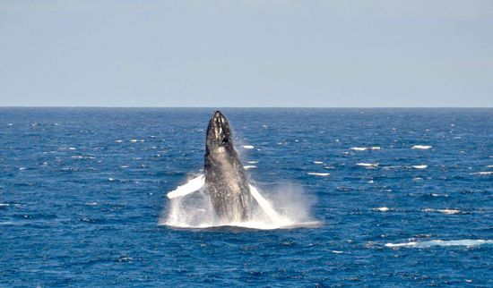 Buckelwal beim Planschen 