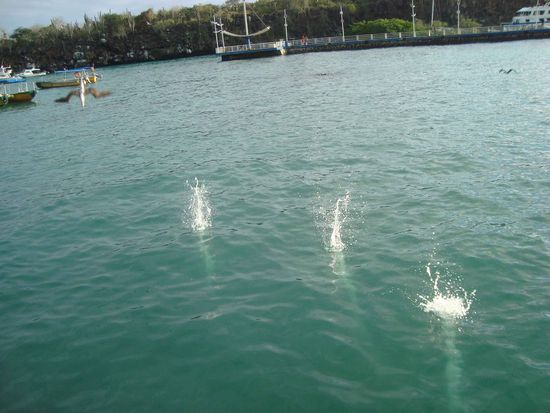Lebende Torpedos! Man beachte den vierten "Blue-footed booby", der links hinten nachzieht.