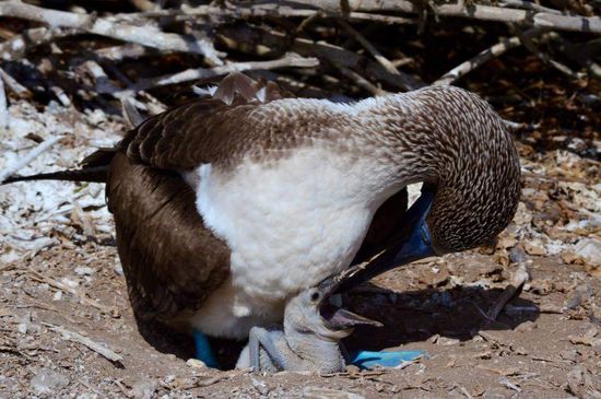 Blaufußtölpel mit hungrigem Baby