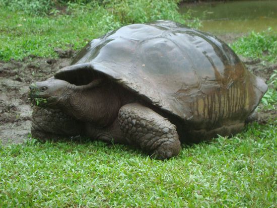 Big turtle