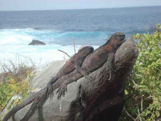 Echsenpaar beim Sonnenbaden