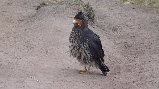 Ein Cara Cara: von diesen hühnergroßen Vögeln gibt es am Pichincha viele - Angst haben die Cara Caras vor mir nicht, dank Sauerstoffarmut bin ich keine Gefahr für sie.