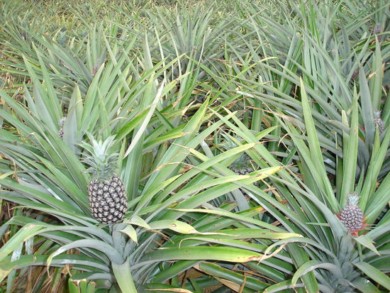 bis zur Ernte dauert es noch etwas