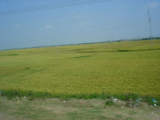 Die Reisfelder kurz vor der Ernte